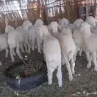 بهم حري