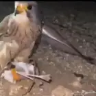 بأشق للبيع يعرف الحمام ويهد على فري وصائد جرابيع شرط
