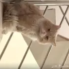 قط مفقود