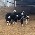 نجد 3 متاويم تحتها 6