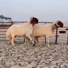 فحول نعيم صنف نوادر