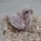 مطلوووب فرخ روز او كروان