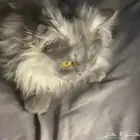 قطط للبيع