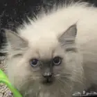 قط ذكر هملايا