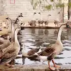 وز عراقي أصل- القصيم -قبة