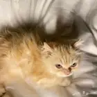 قط للبيع