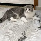 قط ذكر سكوتش