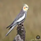مطلوب كروان نورمل باكستاني نفس الصوره