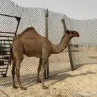 بكرة شعلا طيبه للبيع