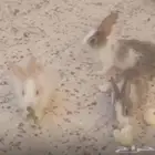 الارانب اي وام عندهم 6 الارانب العمره شهر وا5ارانب العمر 10