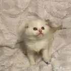 قطط قطه سكوتش فولد للبيع