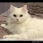 قطط الاحساء مفقوده