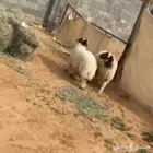 خرفان