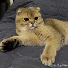 قط سكوتش فولد للبيع