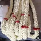 كباشه فل مبروم على الطلب