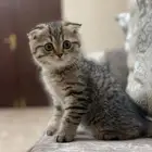 قط سكوتش فولد تايقر