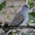 يمام ماسي(تم البيع)