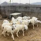 خرفان ورخال حري