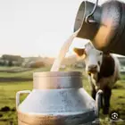 حليب أبقار طازج