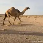 للبيع بكره جذعه.