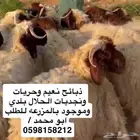 خرفان بلديه فقط نعيم وحريات ونجديات موقع المزرعه بالدمام