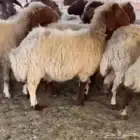 لبيع نعيم