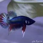 betta fish. دكور سمك بيتا (فايتر)