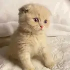 قطط سكوتش فولد للبيع