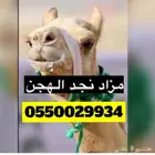 هجن