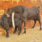 للبيع تيس فحل