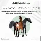 خدمه فحص الخيل قبل الشراء