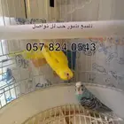 للبيع