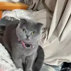قطه للبيع