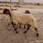 ثلاث شياه نعيم