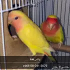 عصافير الروز للبيع