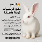 ارانب هجين هولندي وبلدي وفرنسي وين الصامل