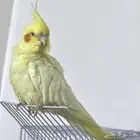 كروان للبيع