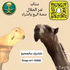 حريات