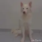 هاسكي بيور ابيض