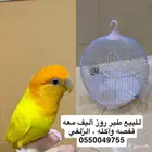 طير روز أليف