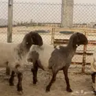 9 شياه نعيم صنف معرفات مراح واحد