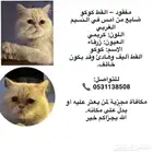 قط مفقود