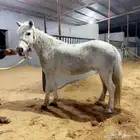 فرس بونيه للاستثمار بالحدايق والمتنزهات وتعليم ركوب الخيل