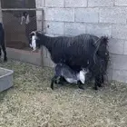 للبيع معزا ولد توم