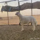 جذع مشروط صنف