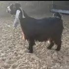 شكر عارضي