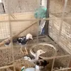 فروخ شامو ياباني للبيع