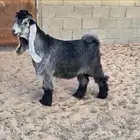 تيس عارضي