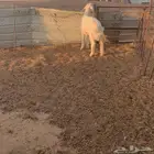 طلي