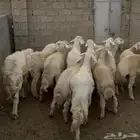 طليان مناسبات